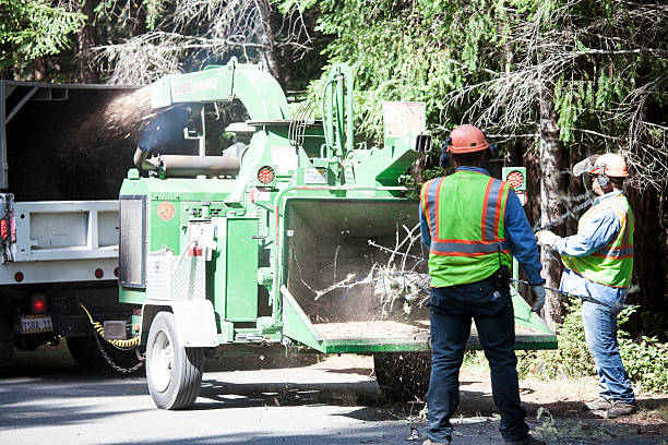 Lawn Drainage Solutions in Mesita, NM